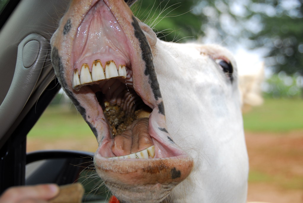 Лошадиные зубы. Ротовая полость лошади.